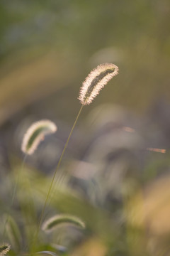 狗尾草