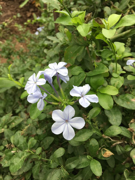 蓝雪花