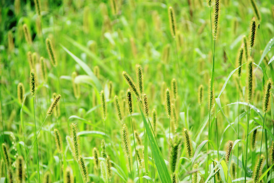 狗尾草特写