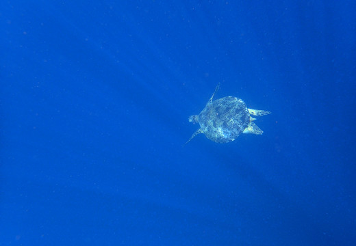 海洋钟的海龟