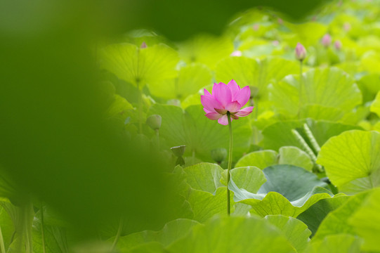 荷花