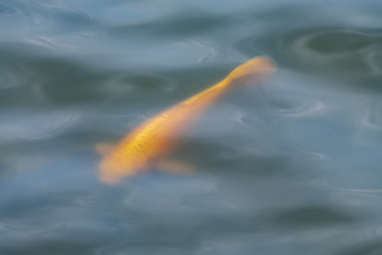 水中锦鲤