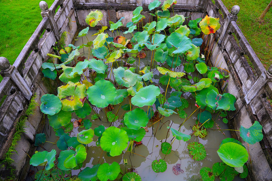 雨后荷塘