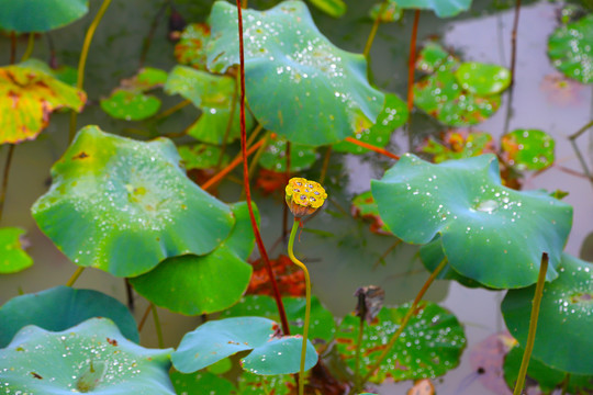 雨后荷塘