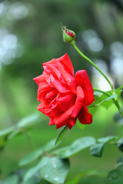 唯美高清月季花