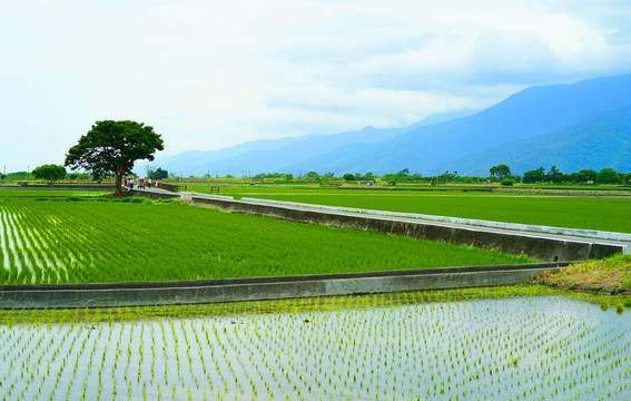 稻田