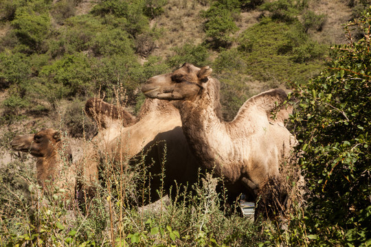 野外环境下的骆驼