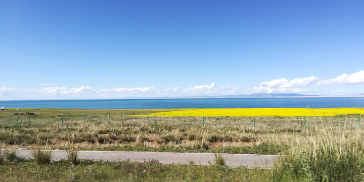 青海湖的油菜花田