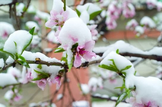 雪和花