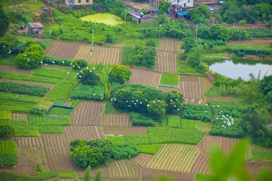 田野