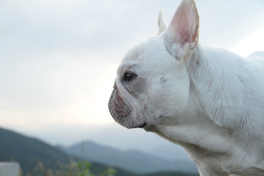 法国斗牛犬