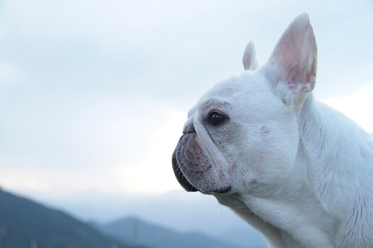 法国斗牛犬