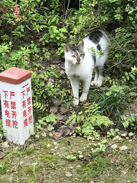 花猫