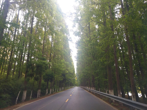 道路水杉林