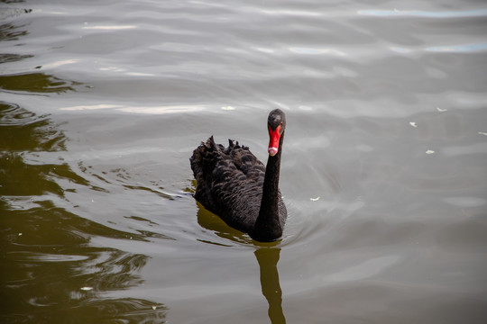 五缘湾湿地公园黑天鹅