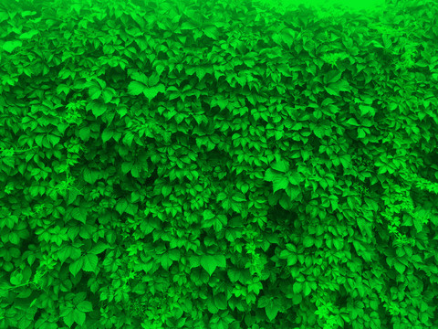绿植墙壁纸