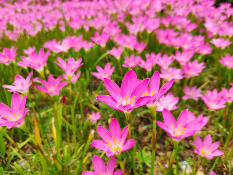 花海