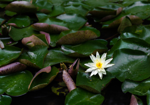 雨后莲花开