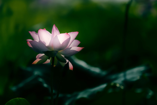 夏日池塘里梦幻的荷花