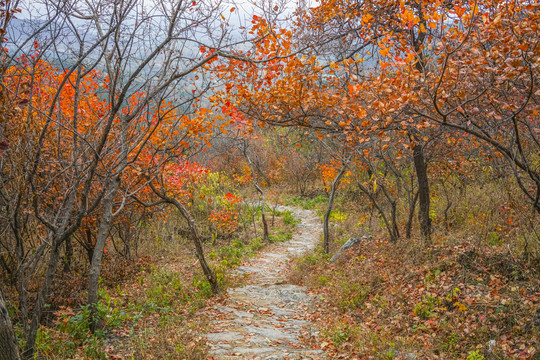 秋天山林小路