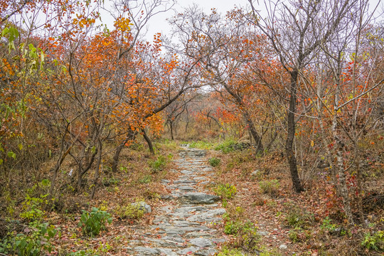 秋天山林小路