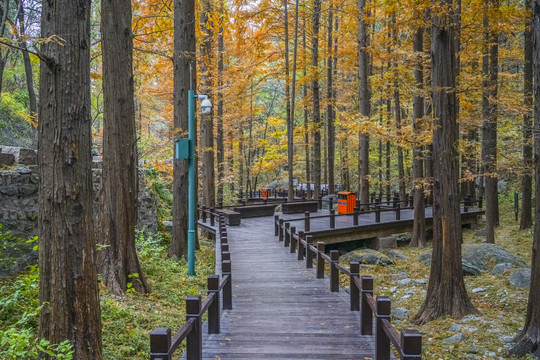 秋天水杉林