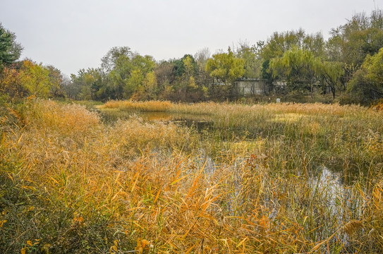 秋天池塘