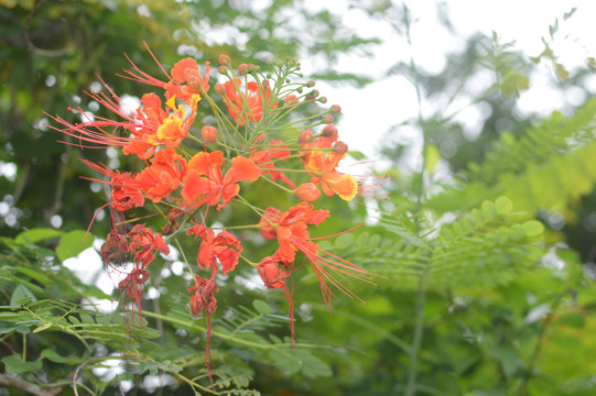 醉蝶花