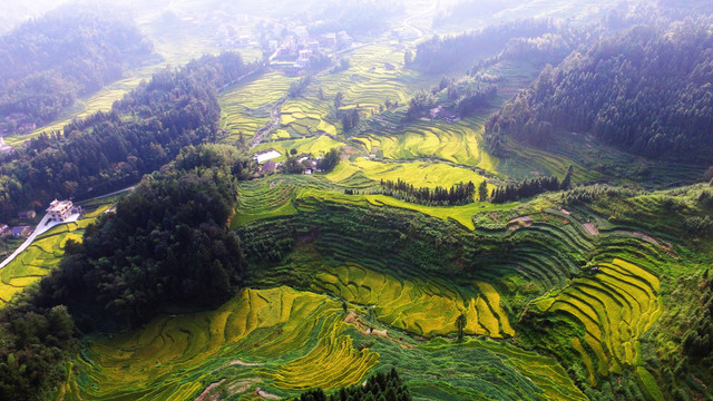 紫鹊界梯田秋景