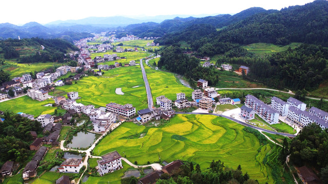 紫鹊界梯田秋景