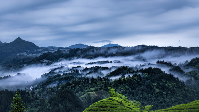 湖北恩施鹤峰木耳山茶园