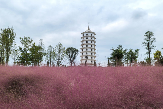 粉黛乱子草
