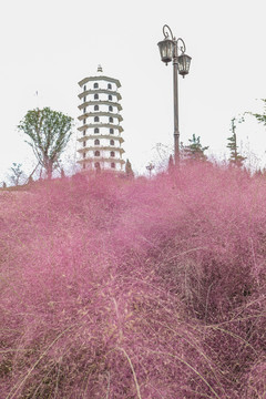 粉黛乱子草