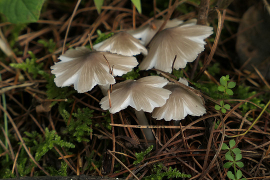 鸡枞菌