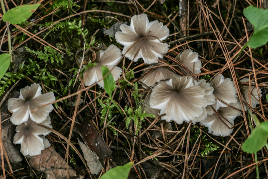 鸡枞菌