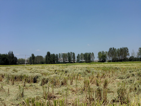 收割后的水稻田