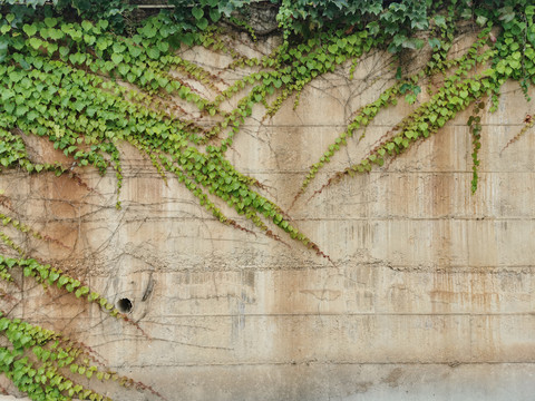 植物墙