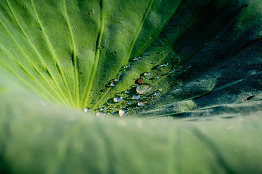 荷花