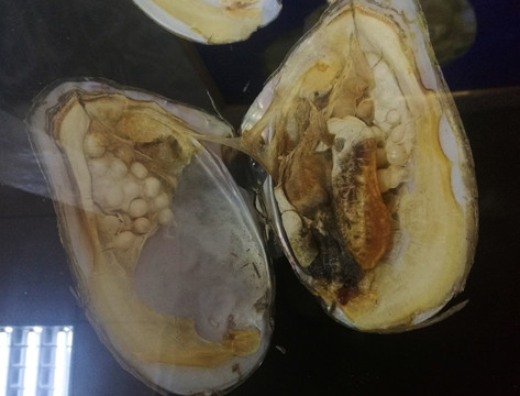 珍珠养殖
