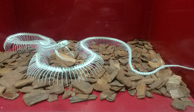蛇骨标本