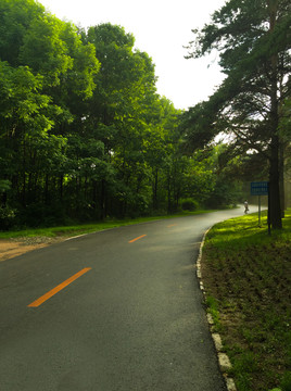 森林小路