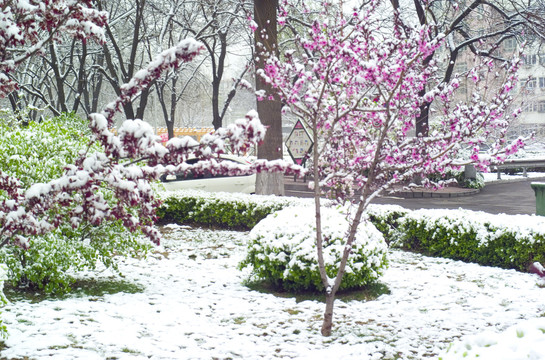 春天的雪景