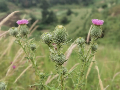 马刺根飞廉紫花