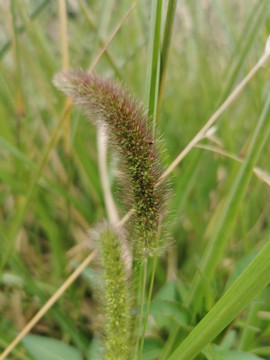 野草穗毛毛草