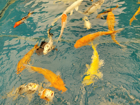 水面的金鱼