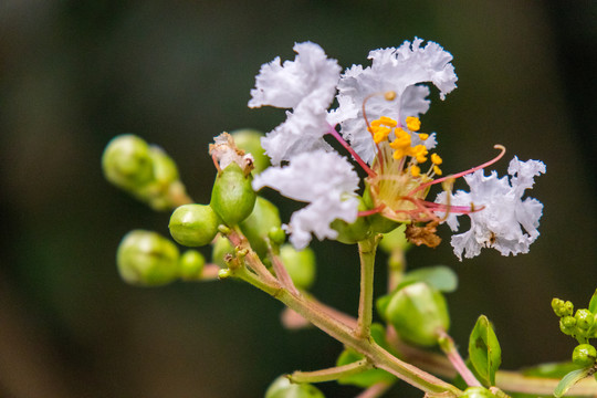 鲜花