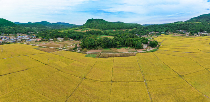 金色的田野