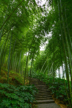 江苏宜兴竹海风景区夏日迷人风光