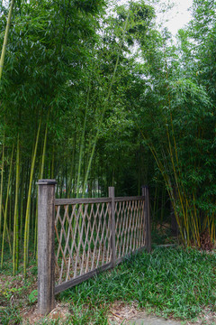 江苏宜兴竹海风景区夏日迷人风光