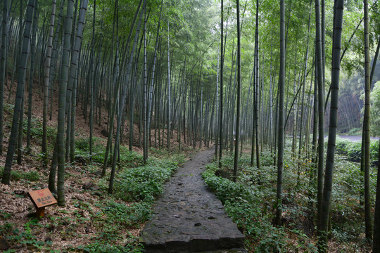 江苏宜兴竹海风景区夏日迷人风光